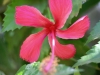 Online-homes.net/Costa Rica fower