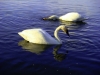 4web2swans