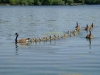 4webgeesedaycare