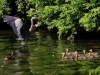 4webhoron-ducks