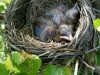 4webnest