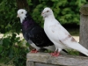 4webpigeons