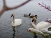 4webswan4