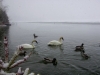 4webswan5