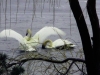 4webswan6