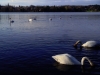 4webswans