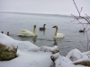 4webswans2