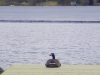 4webcanadiangeese