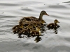 4webmamaduck