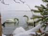 4webswan3