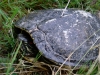 4webturtle